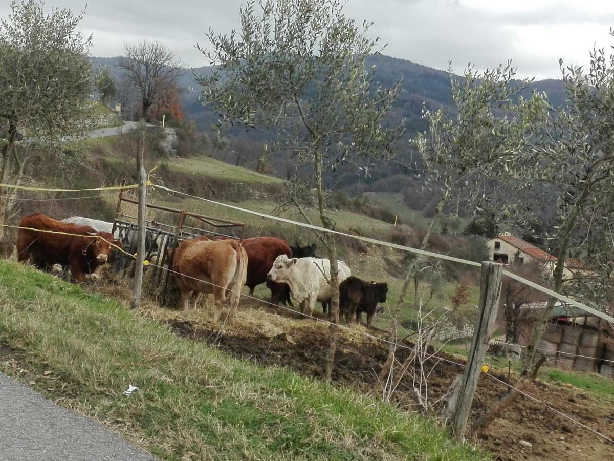 Fattoria Di Cintoia Villa Pontassieve Dış mekan fotoğraf